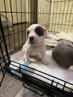 Snowball, a female American Pit Bull Terrier for sale in Los Angeles, CA – 2 of 6