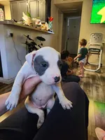 Snowball, a female American Pit Bull Terrier for sale in Los Angeles, CA – 6 of 6