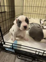 Snowball, a female American Pit Bull Terrier for sale in Los Angeles, CA – 1 of 6