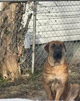 Rosie , a female Cane Corso for sale in Dayton, OH – Photo 4 of 6