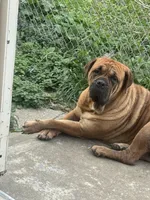 Rosie , a female Cane Corso for sale in Dayton, OH – Photo 5 of 6