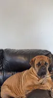 Rosie , a female Cane Corso for sale in Dayton, OH – Photo 3 of 6