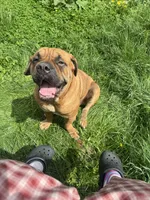 Rosie , a female Cane Corso for sale in Dayton, OH – Photo 6 of 6