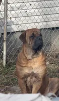Rosie , a female Cane Corso for sale in Dayton, OH – Photo 1 of 6