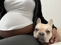 Junior , a male French Bulldog for sale in Indianapolis, IN – Photo 5 of 8