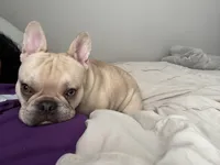 Junior , a male French Bulldog for sale in Indianapolis, IN – Photo 1 of 8