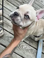 Junior , a male French Bulldog for sale in Indianapolis, IN – Photo 3 of 8