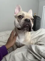 Junior , a male French Bulldog for sale in Indianapolis, IN – Photo 7 of 8