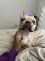 Junior , a male French Bulldog for sale in Indianapolis, IN – Photo 4 of 8