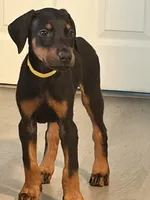 Doberman boy, a male Doberman Pinscher for sale in Chepachet, RI – 5 of 8