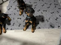 Skye, a male Doberman Pinscher for sale in Chepachet, RI – 8 of 8