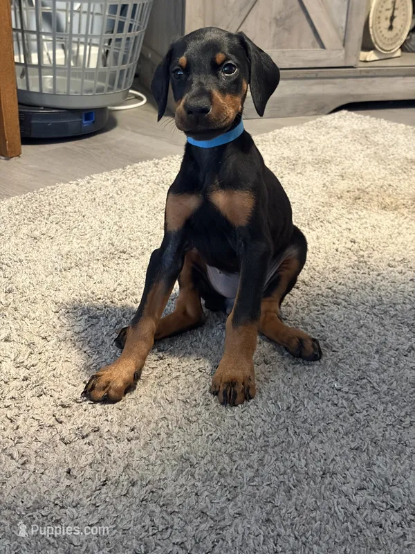 Doberman boy – Doberman Pinscher puppy for sale in Chepachet, RI