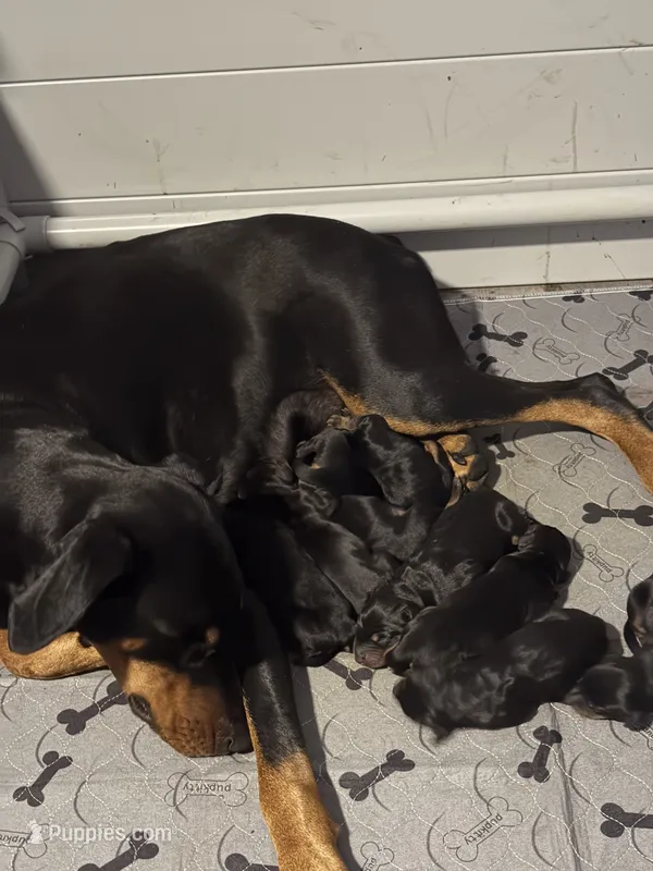 Skyes Litter, a male Doberman Pinscher for sale in Chepachet, RI – 1 of 4