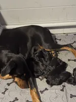 Skyes Litter, a male Doberman Pinscher for sale in Chepachet, RI – 1 of 4