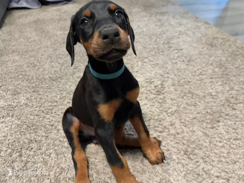 Skye – Doberman Pinscher puppy for sale in Chepachet, RI