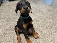 Skye, a male Doberman Pinscher for sale in Chepachet, RI – 1 of 8