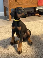 Girl puppy, a female Doberman Pinscher for sale in Chepachet, RI – 6 of 6