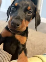 Doberman boy, a male Doberman Pinscher for sale in Chepachet, RI – 1 of 8