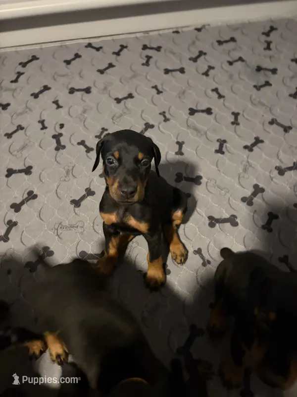 Skyes Litter – Doberman Pinscher puppy for sale in Chepachet, RI
