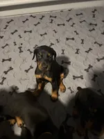 Skye, a male Doberman Pinscher for sale in Chepachet, RI – 2 of 8