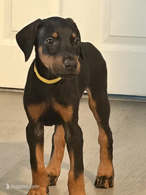 Girl puppy – Doberman Pinscher puppy for sale in Chepachet, RI