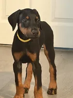 Girl puppy, a female Doberman Pinscher for sale in Chepachet, RI – 1 of 6
