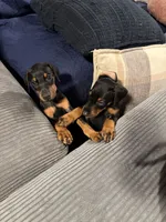 Skye, a male Doberman Pinscher for sale in Chepachet, RI – 5 of 8