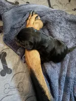 Skyes Litter, a male Doberman Pinscher for sale in Chepachet, RI – 3 of 4