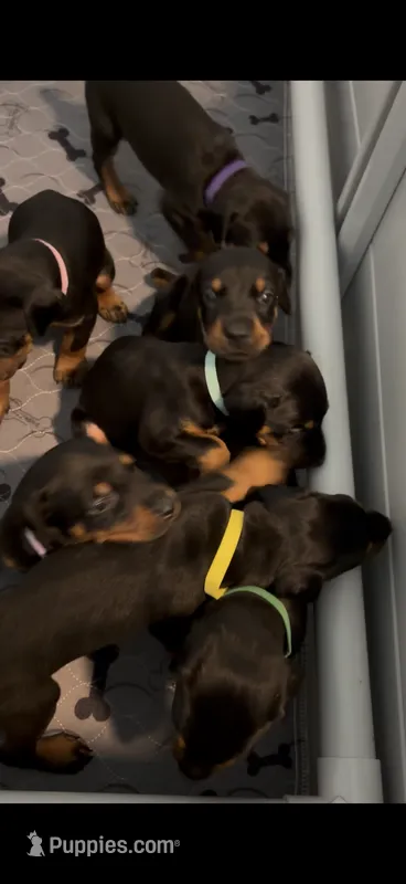Skyes Litter – Doberman Pinscher puppy for sale in Chepachet, RI