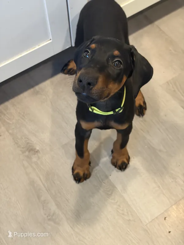 Girl puppy – Doberman Pinscher puppy for sale in Chepachet, RI