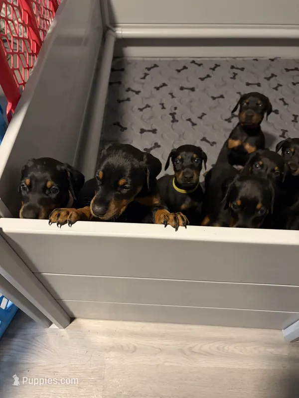 Skyes Litter – Doberman Pinscher puppy for sale in Chepachet, RI