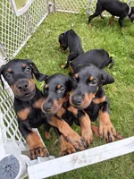 Doberman boy, a male Doberman Pinscher for sale in Chepachet, RI – 7 of 8