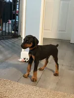 Doberman boy, a male Doberman Pinscher for sale in Chepachet, RI – 2 of 8