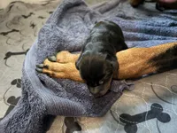 Skyes Litter, a male Doberman Pinscher for sale in Chepachet, RI – 2 of 4