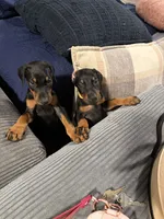 Skye, a male Doberman Pinscher for sale in Chepachet, RI – 6 of 8