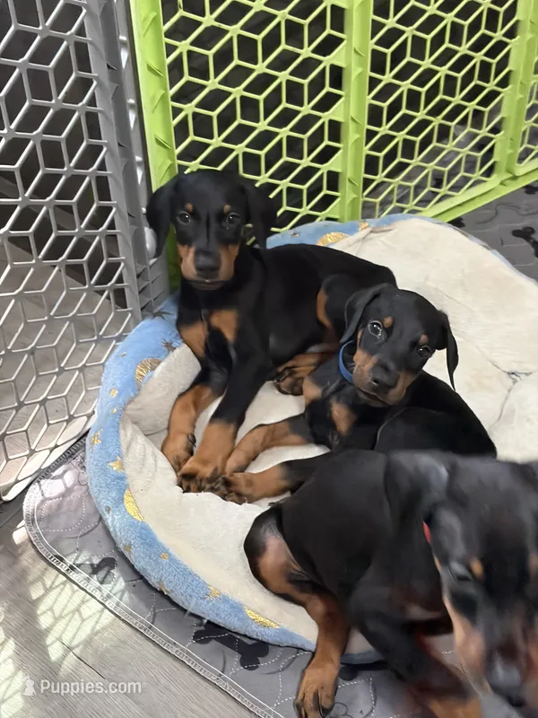 Skye – Doberman Pinscher puppy for sale in Chepachet, RI