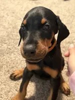 Girl puppy, a female Doberman Pinscher for sale in Chepachet, RI – 4 of 6