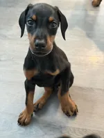 Doberman boy, a male Doberman Pinscher for sale in Chepachet, RI – 6 of 8