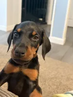 Girl puppy, a female Doberman Pinscher for sale in Chepachet, RI – 3 of 6