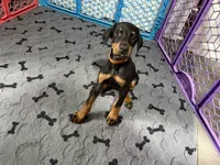 Skye, a male Doberman Pinscher for sale in Chepachet, RI – 7 of 8