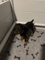 Skye, a male Doberman Pinscher for sale in Chepachet, RI – 4 of 8