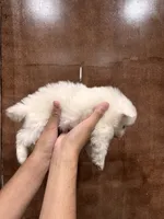 White Pomeranian , a male Pomeranian for sale in Fresno, CA – 2 of 3