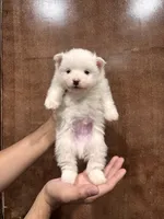 White Pomeranian , a male Pomeranian for sale in Fresno, CA – 3 of 3