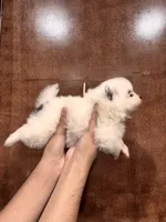White and black Pom mix , a female American Eskimo and Pomeranian for sale in Fresno, CA – 3 of 3