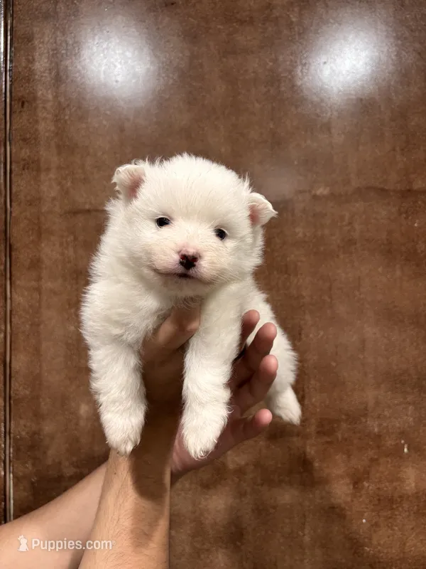 White Pomeranian  – Pomeranian puppy for sale in Fresno, CA