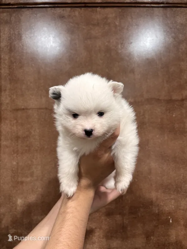 White and black Pom mix  – American Eskimo, Pomeranian puppy for sale in Fresno, CA