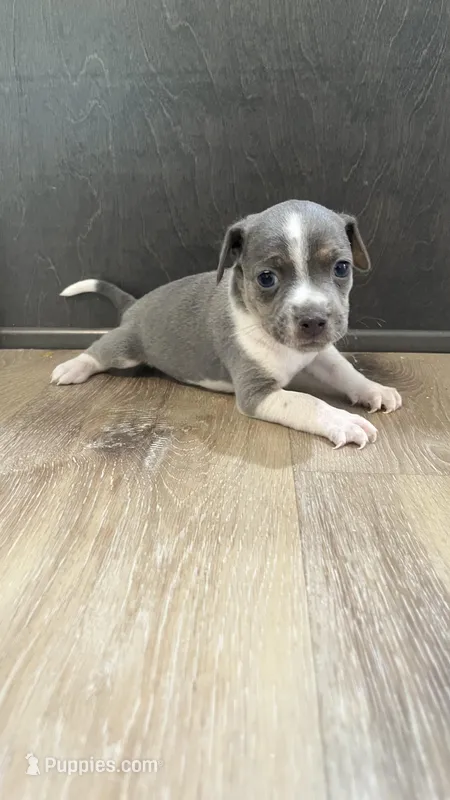 Gray Boy  – Dachshund, Chihuahua puppy for sale in Bowling Green, FL