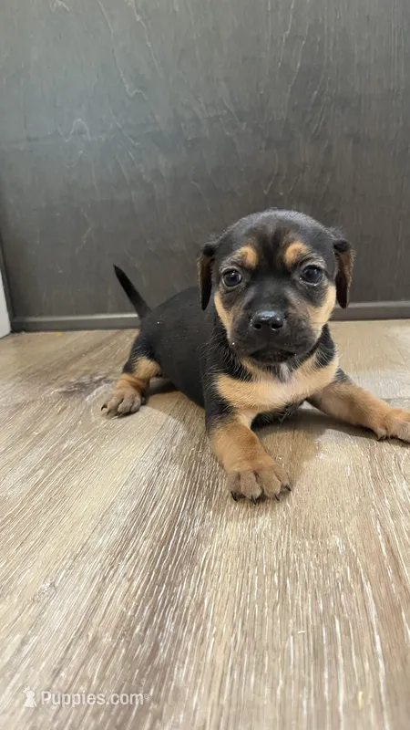 Big Boy – Dachshund, Chihuahua puppy for sale in Bowling Green, FL