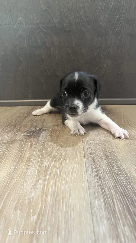 Bliss – Dachshund, Chihuahua puppy for sale in Bowling Green, FL