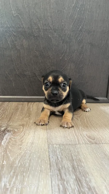 Georgia  – Dachshund, Chihuahua puppy for sale in Bowling Green, FL